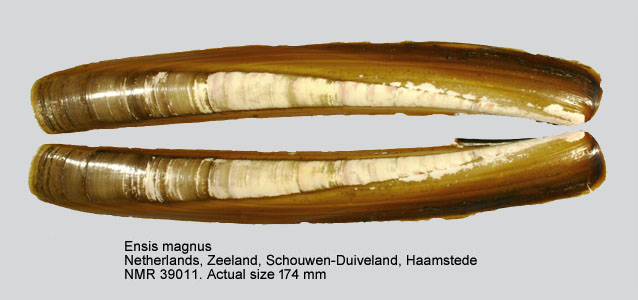 Ensis magnus.jpg - Ensis magnusSchumacher,1817